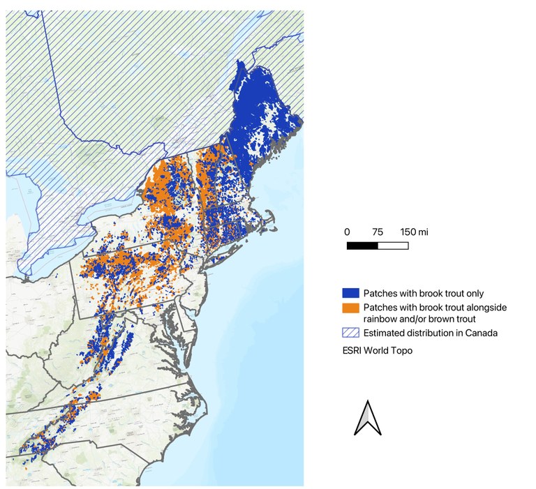 Eastern US map of wild brook trout patches This map shows patches, or groupings of small watersheds, where wild brook trout exist either without the competition of brown and rainbow trout, or alongside these non-native species.